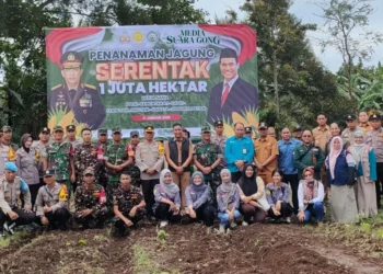 Kabupaten Jember Gelar Penanaman Jagung Serentak 1 Juta Hektar Dukung Swasembada Pangan 2025