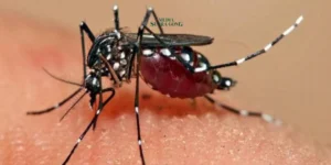 Kasus Demam Berdarah Dengue (DBD) di Jember Capai 56 Kasus, 1 Meninggal Dunia