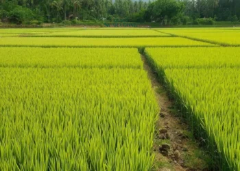 Kenaikan HPP Padi Belum Dirasakan Petani di Jember, Harga Masih Rendah di Lapangan