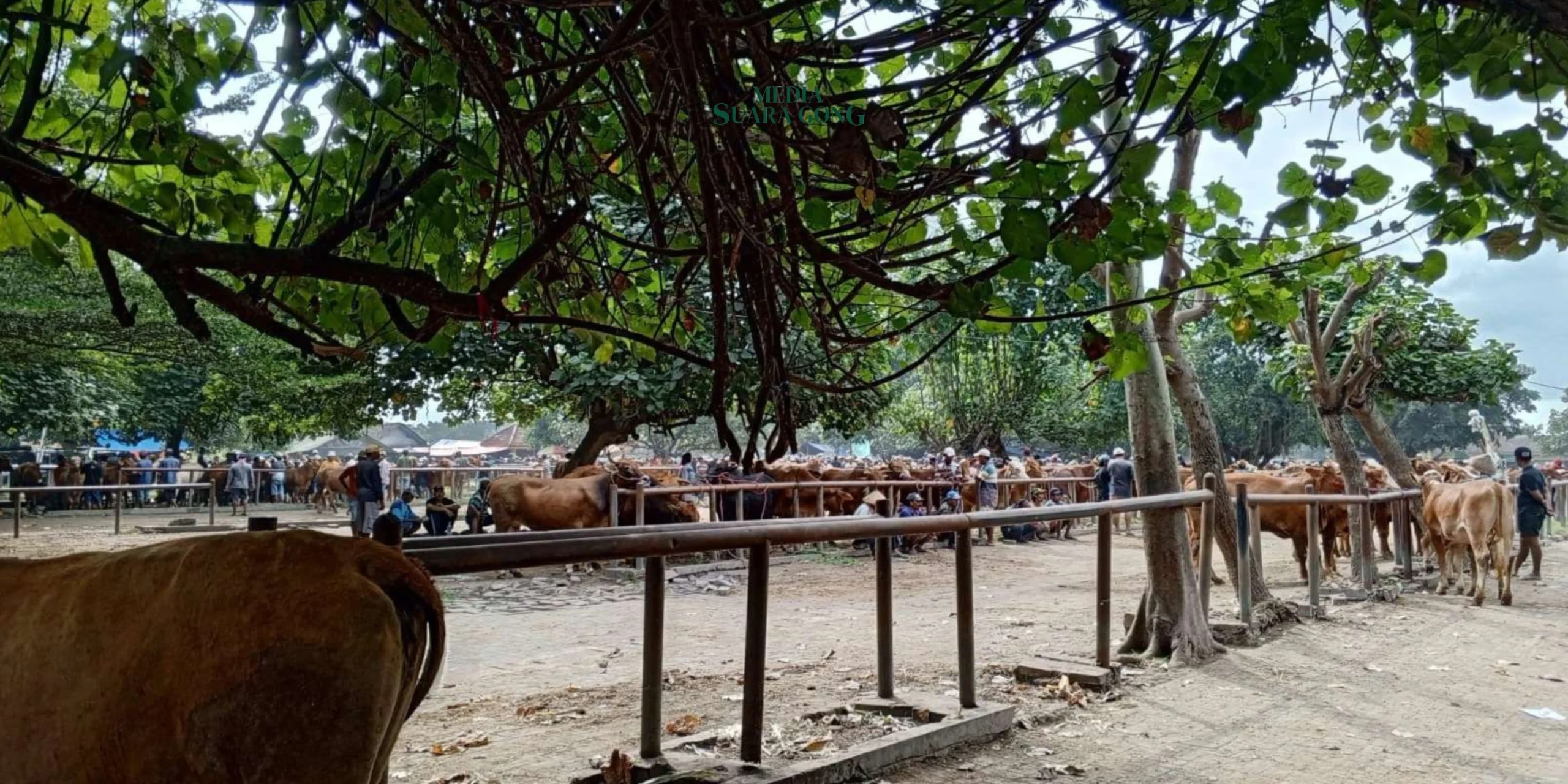 Pemkab Lumajang Tutup Pasar Hewan Sapi dan Kambing untuk Cegah PMK