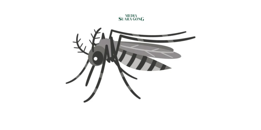 Penerapan Nyamuk Wolbachia di Jember Tidak Efektif, Dinkes Kembali Prioritaskan 3M