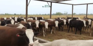 Penyakit Mulut dan Kuku (PMK) Kembali Menyerang Hewan Ternak di Lumajang, DKPP Gencar Lakukan Pencegahan