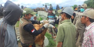 Penyakit Mulut dan Kuku (PMK) Meningkat di Lumajang, DKPP Ambil Langkah Cepat