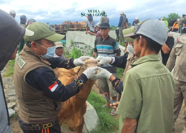 Penyakit Mulut dan Kuku (PMK) Meningkat di Lumajang, DKPP Ambil Langkah Cepat