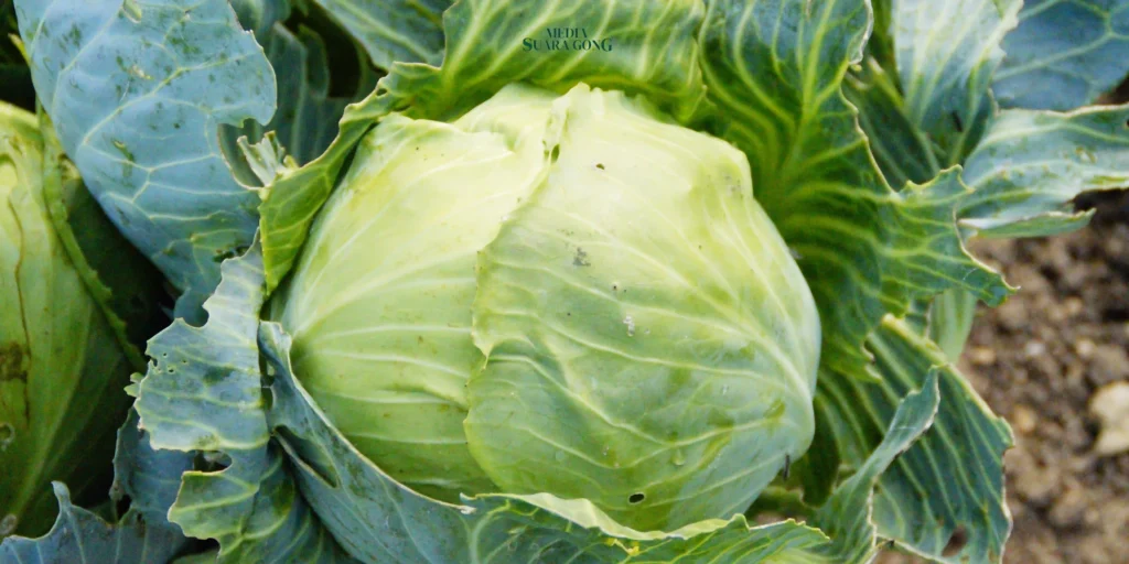 Perut Kembung Usai Makan Kubis, Begini Tipsnya