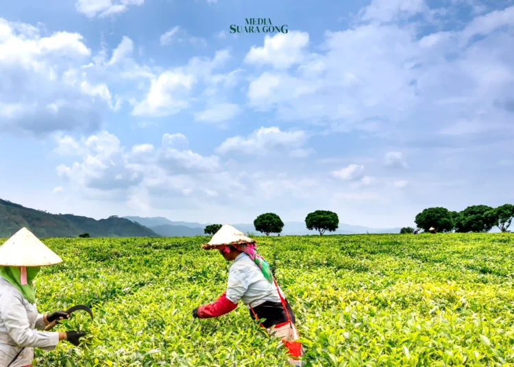 Pekerjaan di bidang pertanian dan agrikultur diperkirakan akan mengalami peningkatan signifikan dalam lima tahun ke depan