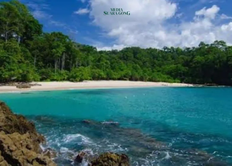 Banyuwangi memamerkan pesonanya melalui Pantai Teluk Hijau yang Terletak di kawasan Taman Nasional Meru Betiri.