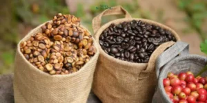 5 Jenis Kopi Indonesia yang Mendunia & Disukai Pasar Internasional