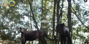 24 Ekor Macan Tutul Tertangkap Kamera di TBNS