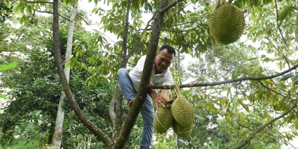 ”Si Kasmin”, Durian Kebanggaan Warga Kronto Pasuruan