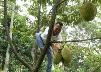 Durian Spesial Andalan dari warga Kronto, Kabupaten Pasuruan, yaitu "Si Kasmin" dengan rasa legit dan Tekstur unik