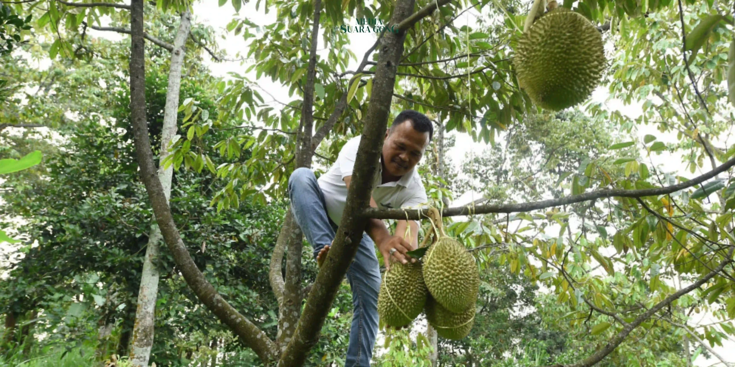 Durian Spesial Andalan dari warga Kronto, Kabupaten Pasuruan, yaitu "Si Kasmin" dengan rasa legit dan Tekstur unik