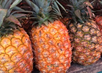 Meski Bermanfaat ada beberapa makanan yang gak bleh dimakan barengan sama nanas. Berikut lima jenis makanan yang perlu dihindari