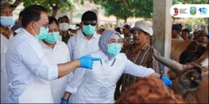 PJ Gubernur Jatim Pastikan Hewan Ternak di Pasar Probolinggo Aman dari PMK