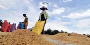 Di Akhir 2024, Tercatat Kenaikan Harga Beras Premium dan Gabah Kering di Jatim