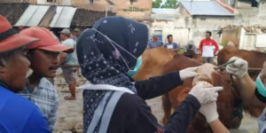 Pemkab Kediri Tutup Pasar Hewan untuk Tekan Penularan PMK
