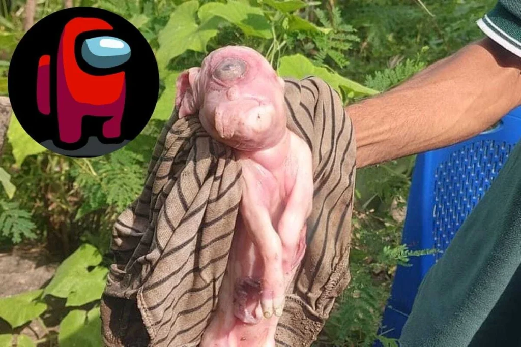 Anak babi mata satu di NTT yang mirip dengan karakter Among Us