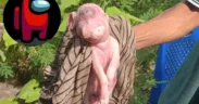 Anak babi mata satu di NTT yang mirip dengan karakter Among Us