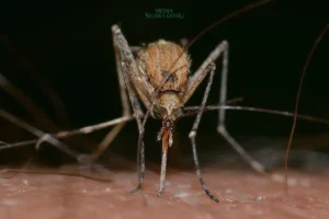 Kasus Chikungunya di Kabupaten Malang Meningkat