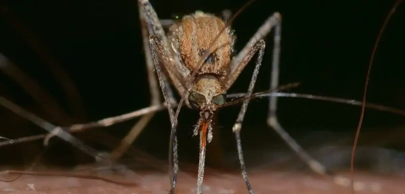 Dinkes Ungkap Kasus chikungunya di Kabupaten Malang mengalami peningkatan signifikan pada awal tahun 2025.