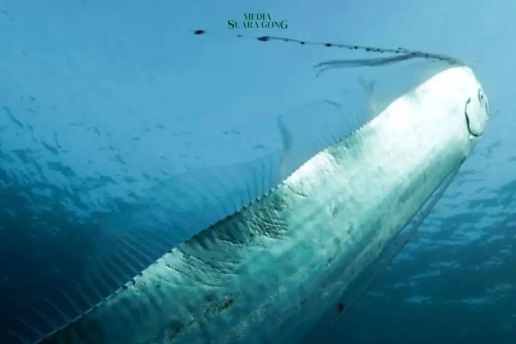 Mitos Ikan Oarfish: Pembawa Pesan dan Pertanda Bencana Alam dari Laut Dalam