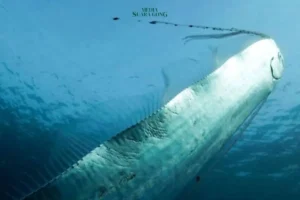 Mitos Ikan Oarfish: Utusan Istana Bawah Laut di Jepang