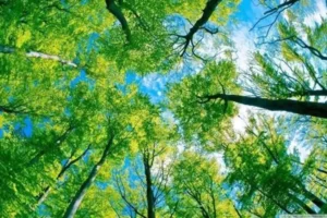 7 Cara Mudah untuk Hidup Ramah Lingkungan