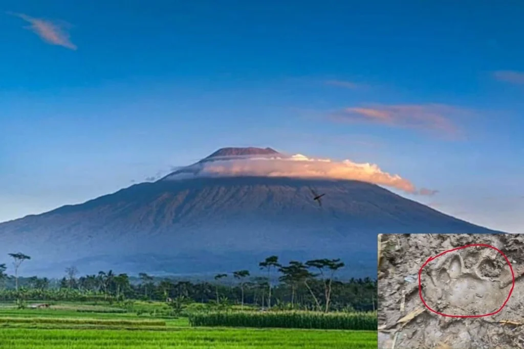 Jejak macan kumbang di jalur baturaden Gunung Slamet