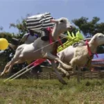 Karapan Kambing Probolinggo