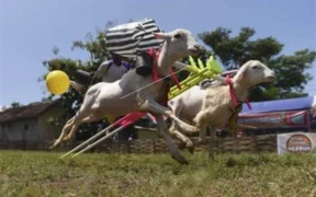 Karapan Kambing Probolinggo