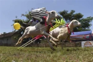 Karapan Kambing Kembali Digelar di Probolinggo