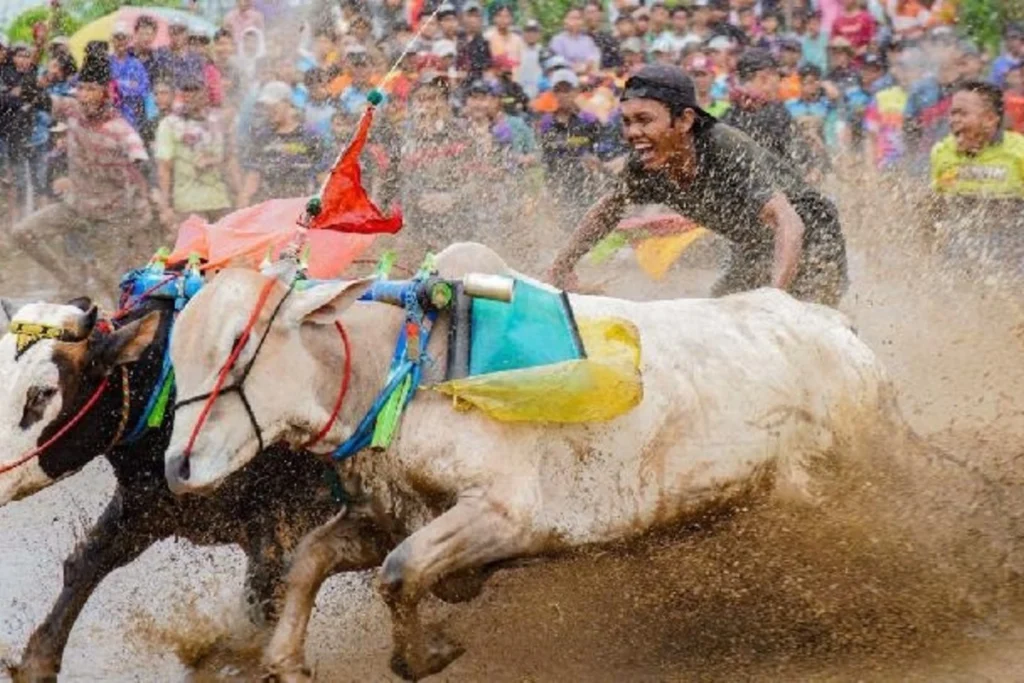 Serunya Karapan Sapi Brujul di Probolinggo, Bikin Deg-degan!