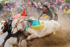 Serunya Karapan Sapi Brujul di Probolinggo, Bikin Deg-degan!
