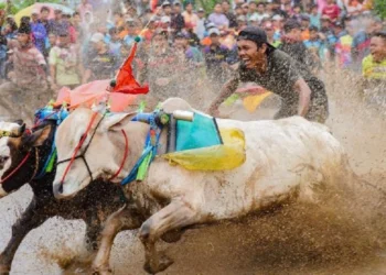 Karapan Sapi di Probolinggo punya keunikan tersendiri