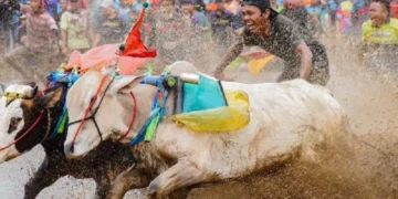 Karapan Sapi di Probolinggo punya keunikan tersendiri