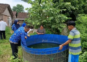 Monitoring Program Satu Keluarga Satu Kolam Ikan di Jember