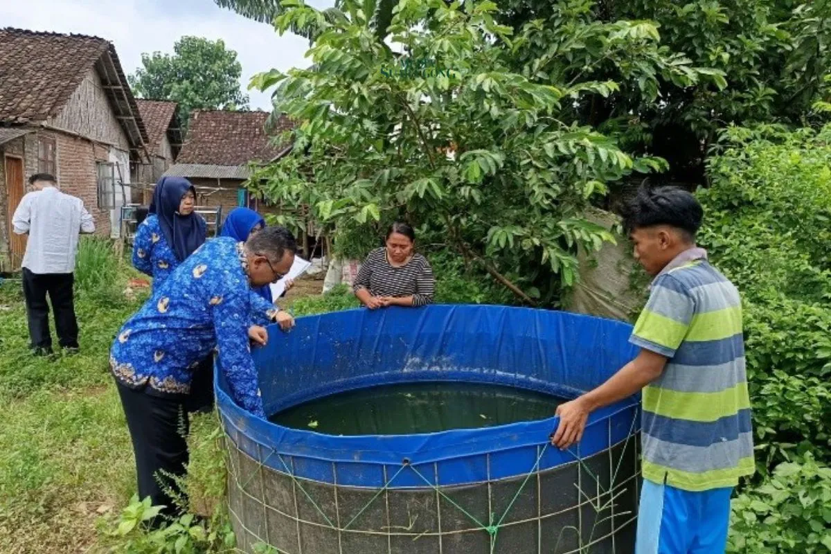 Monitoring Program Satu Keluarga Satu Kolam Ikan di Jember