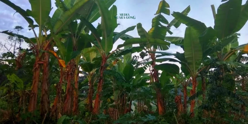 Pemkab Lumajang Hadapi Tantangan untuk Pertahankan Julukan Kota Pisang