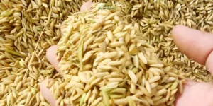 Harga Gabah Tak Boleh Bawah Rp 6.500 per Kg