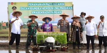 Dinas Ketahanan Pangan, Pertanian, dan Perikanan (DKPPP) Kota Probolinggo melakukan terobosan dan inovasi dengan Padi Organik