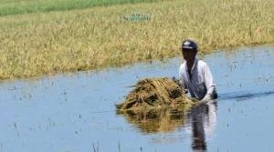 Banjir Merendam Areal Persawahan, Petani Jombang Alami Kerugian Besar