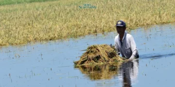 Banjir Merendam Areal Persawahan, Petani Jombang Alami Kerugian Besar (Media Suaragong)