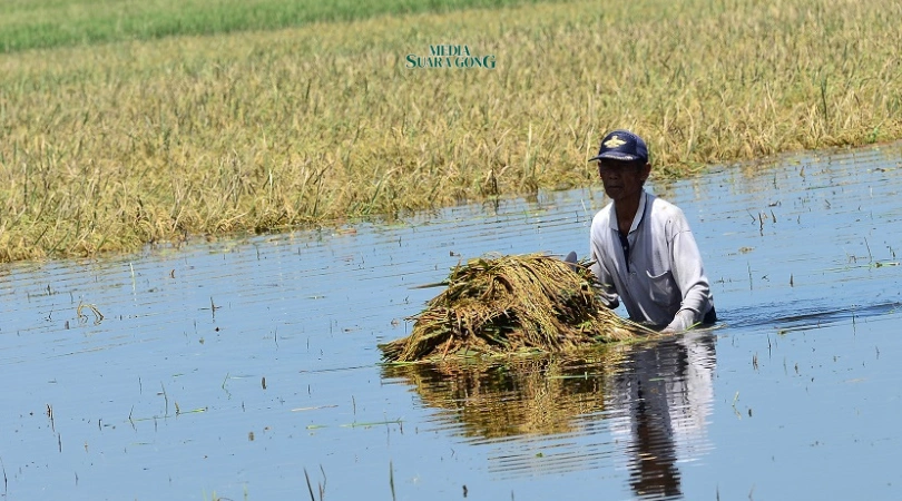 Banjir Merendam Areal Persawahan, Petani Jombang Alami Kerugian Besar (Media Suaragong)