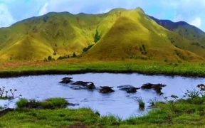 Pesona Gunung Kerbau: Surga Tersembunyi di Moa