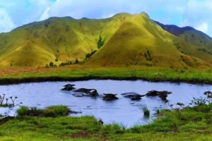 Pesona Gunung Kerbau: Surga Tersembunyi di Moa
