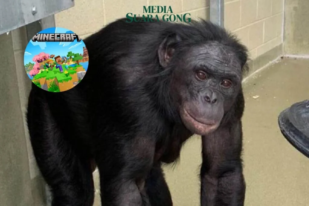 Kanzi, Simpanse Pemain Minecraft Mati Diusia 44 Tahun