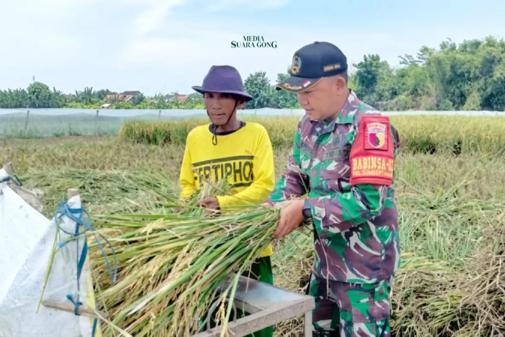 Kodim 0820 Probolinggo Turun ke Sawah! Dukung Petani, Pastikan Gabah Terserap