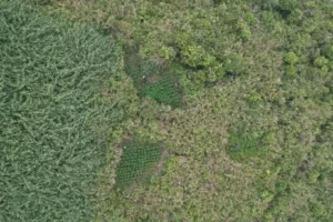 3 Fakta Mengejutkan tentang Ladang Ganja Bromo