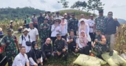 Panen Raya Jagung di Kecamatan Silo, Jember