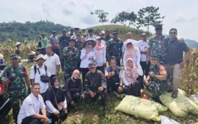 Panen Raya Jagung di Kecamatan Silo, Jember